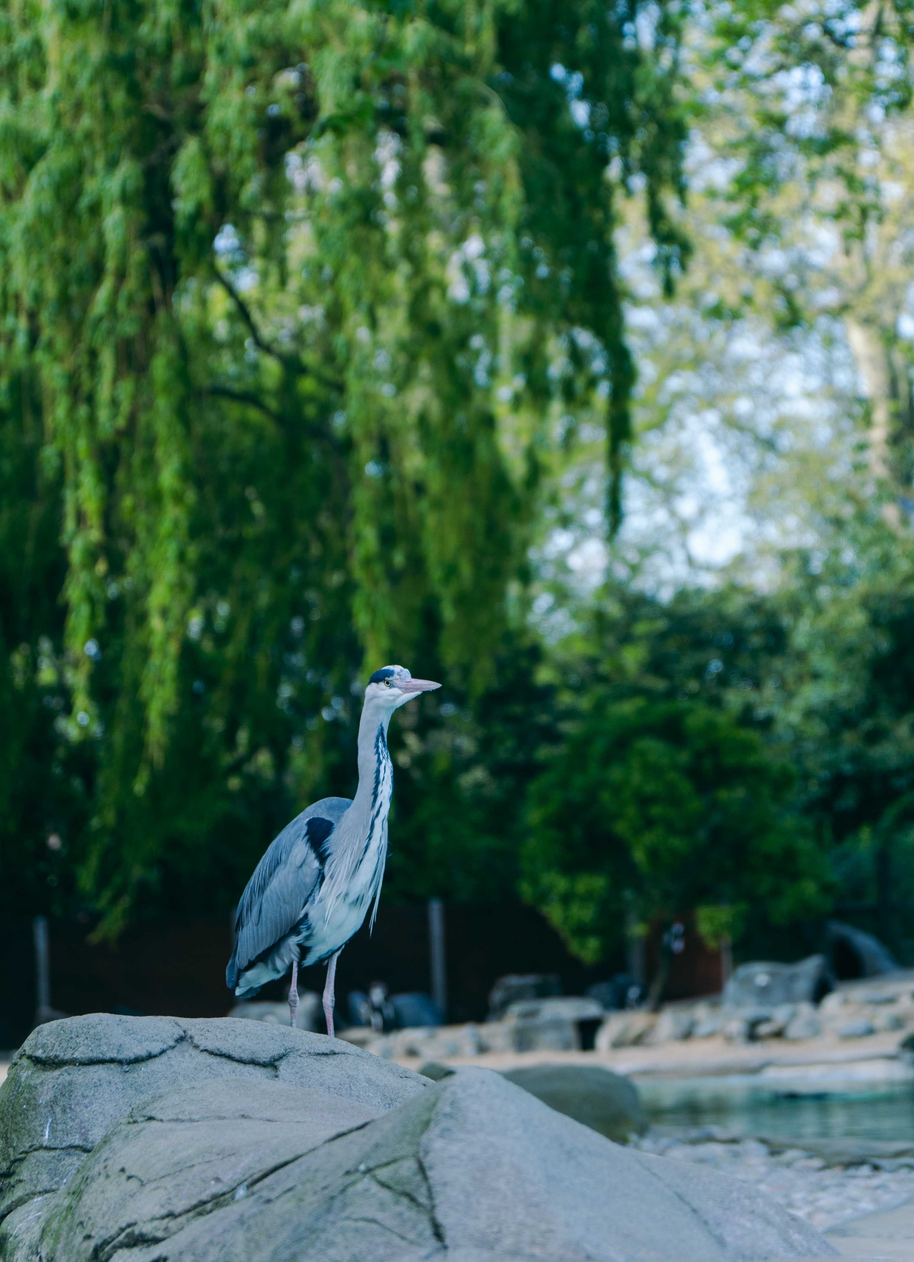 Tranquil Heron 2